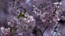 Crowds rush to view cherry blossoms bloom in Tokyo