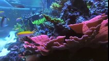 Reef Aquariums at Vivid Aquariums