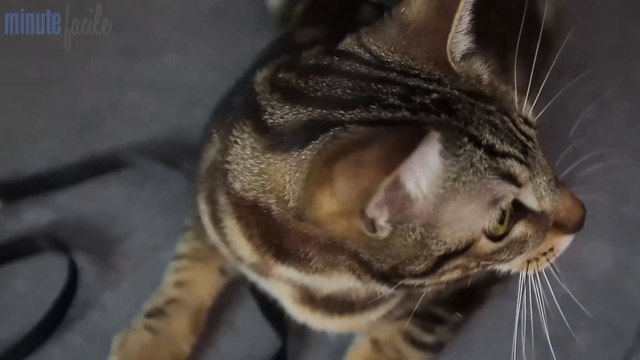 Vie Pratique : Habituer un chat à la laisse pour facilement le promener