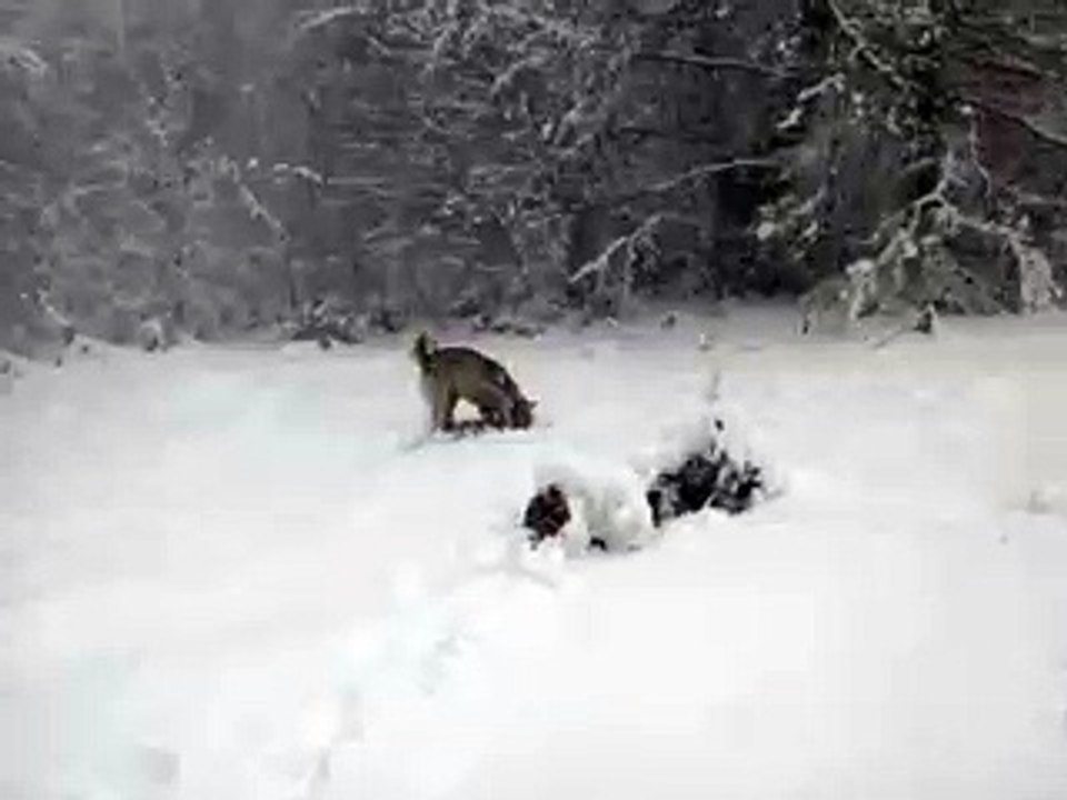 husky and vinter...