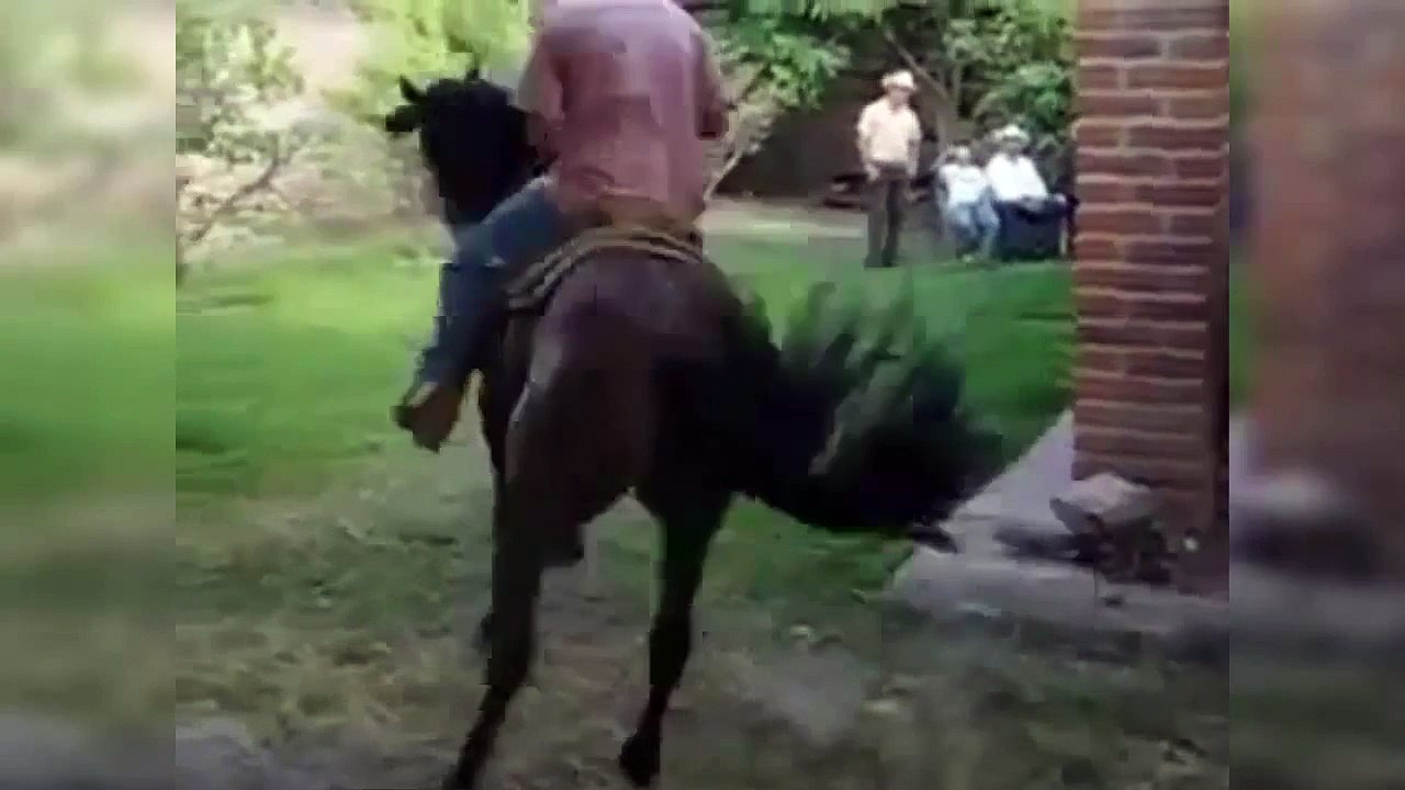 cavalo dassando