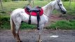 Cavalo Branco Marcha Picada Gravatá Meus Amores