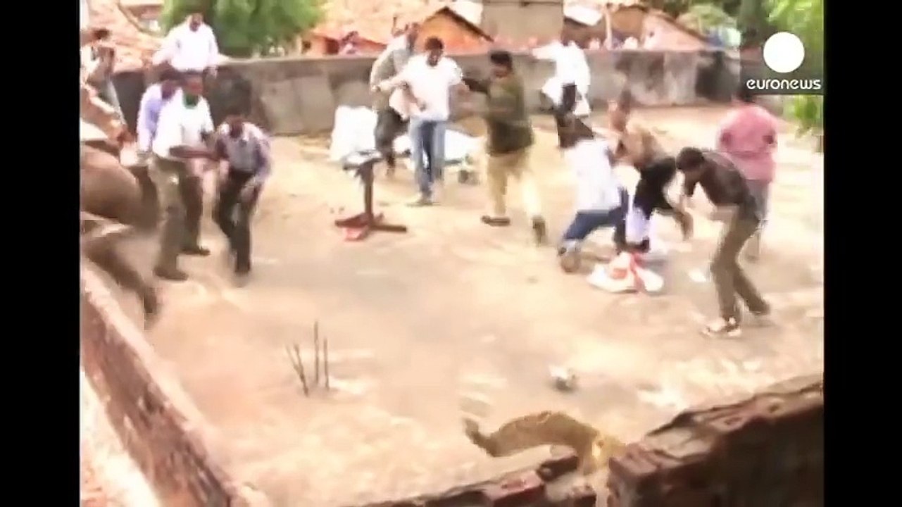 شاهد نمر يهاجم سكان قرية هندية