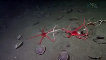 Under The Antarctic Ice -17
