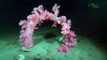 Under The Antarctic Ice -18