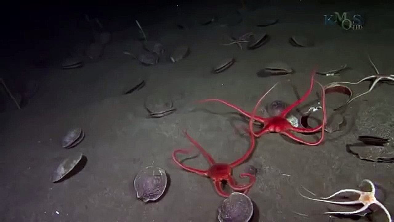 Under The Antarctic Ice - 15
