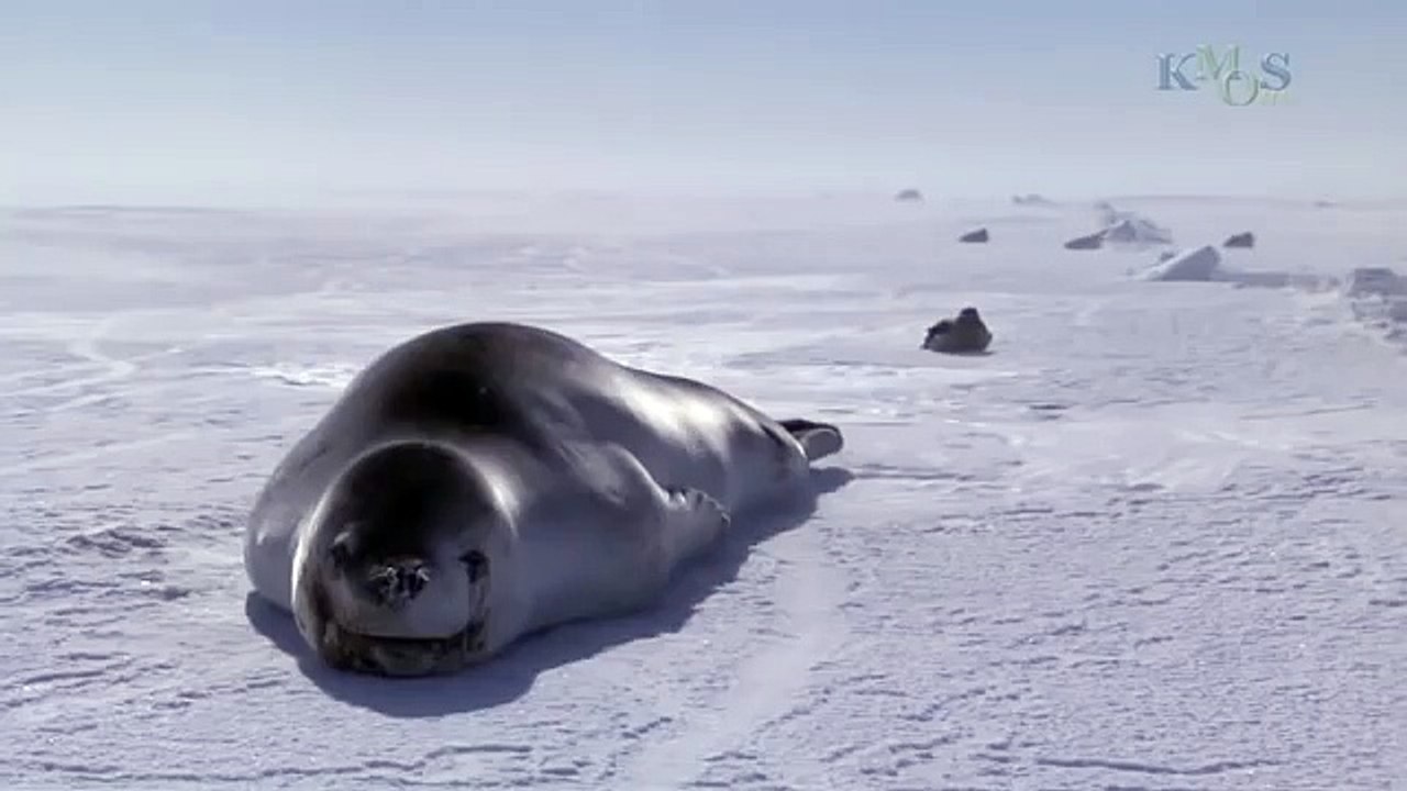 Under The Antarctic Ice -42
