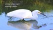 snowy white egret