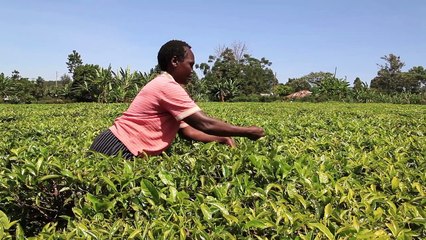 How NetSuite is Supporting Kiva to Scale Globally Across 80 Countries | NetSuite Inc.