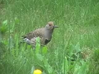 Video Tests with my new GR-D770 JVC cam