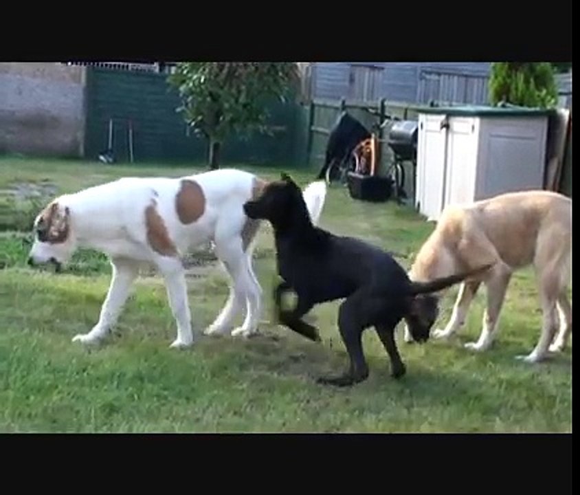 BULLY KUTTA VS CAO SOCIALISING