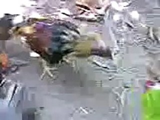 วิดีโอ046