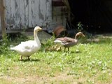 Duck Duck and Goose with their brood - first time out!