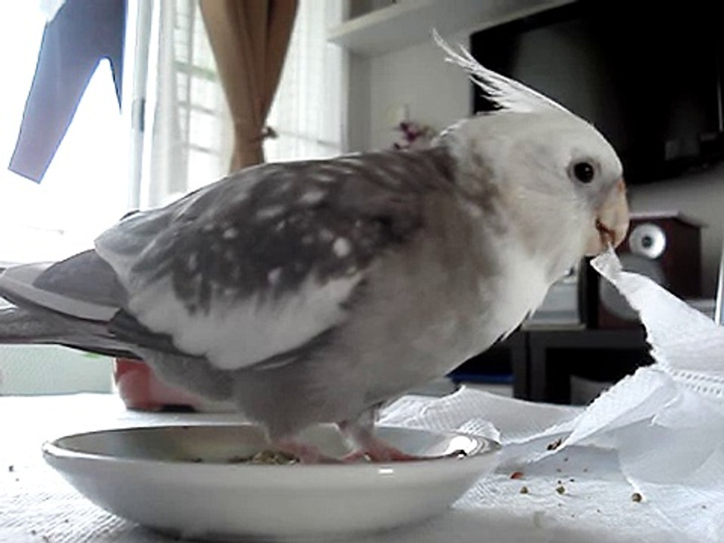 ⁣The most enjoyable time of Jacky the cockatiel