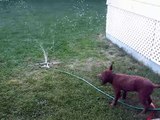 Chesapeake Bay Retriever plays in sprinkler