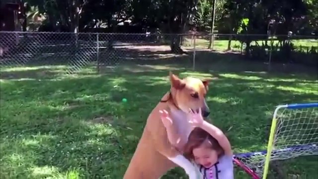 Os Melhores Videos Engraçados Whatsapp , Risa e Animais Comedias , Sustos de 2016 Funny Videos #1