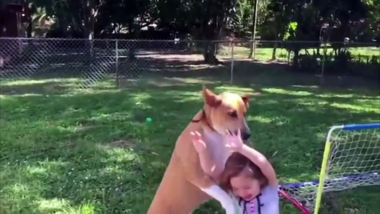 Os Melhores Videos Engraçados Whatsapp , Risa e Animais Comedias , Sustos de 2016 Funny Videos #1