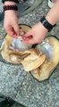 Una Donna Apre Un Mollusco… Cosa Trova Dentro? Un Sorprendente JACKPOT!
