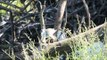 White browed Crake Preening