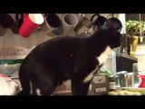 Cat Chases Laser Across Cabinets