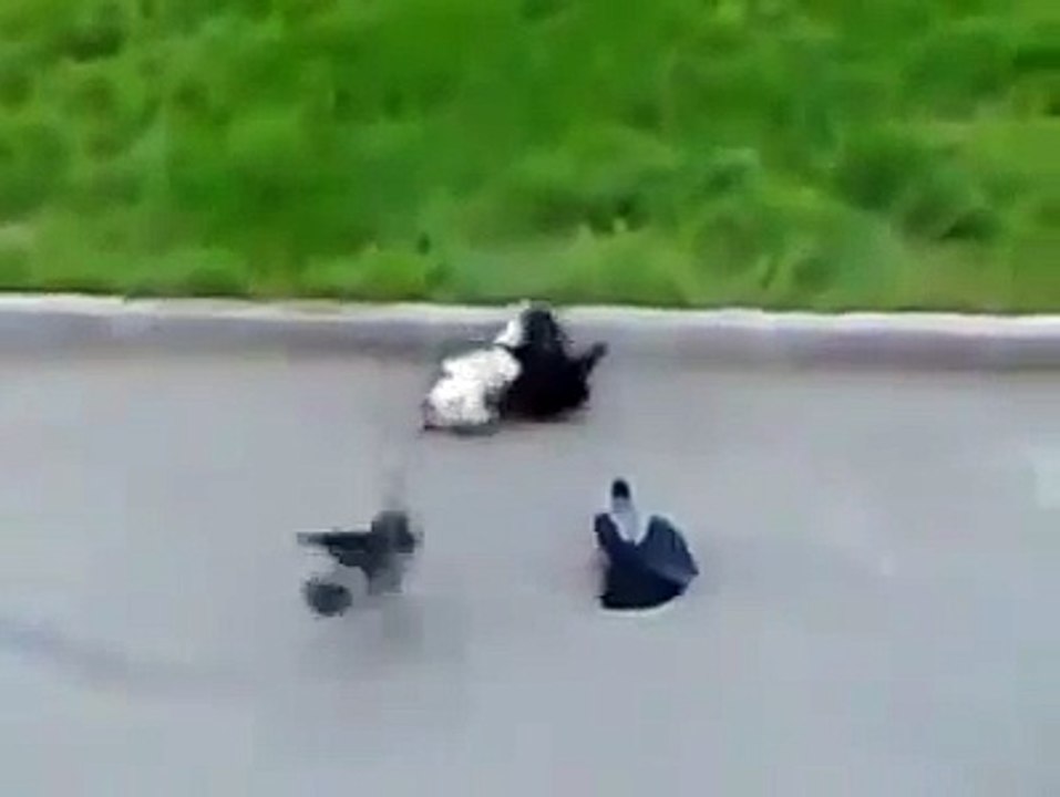 طيور في قمّة الوقاحة   RifRay Com Music Marocaine Non Stop   Tchat Gratuit   Telecharger des MP3 Gratuit