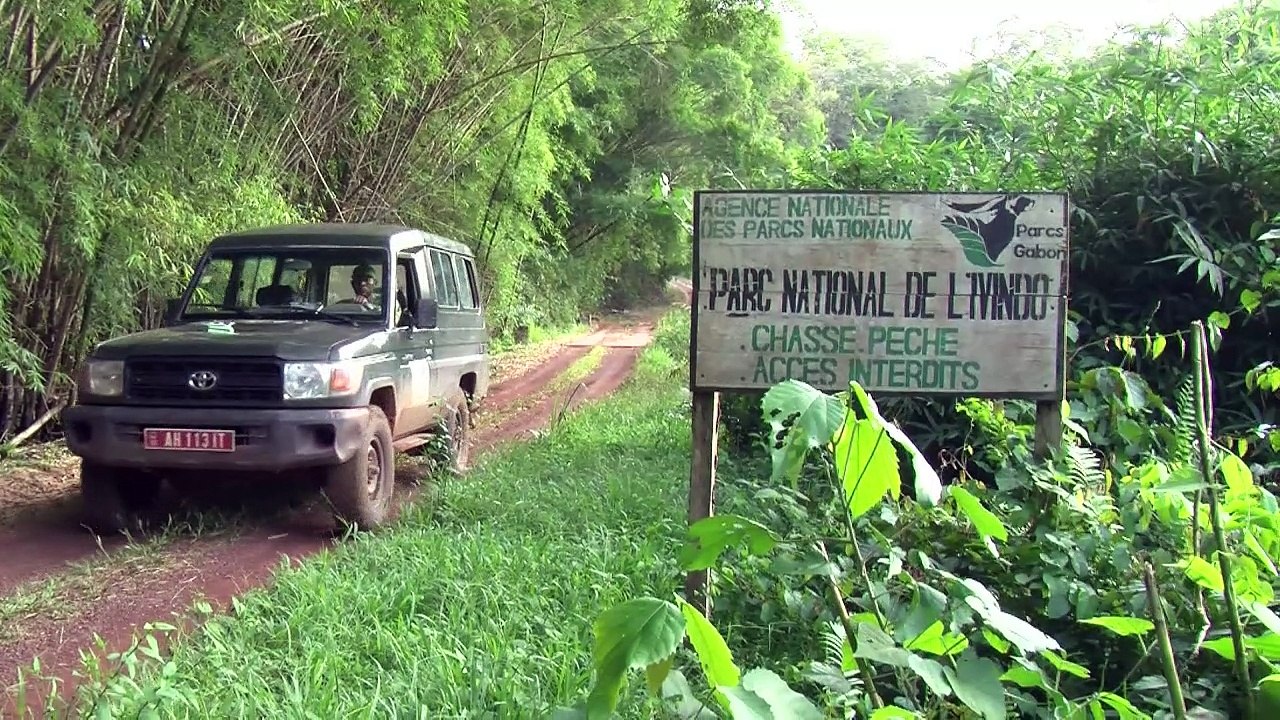 Gnadenlose jagd auf elefanten in gabun