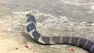 villager man catch a live dangerous cobra snake