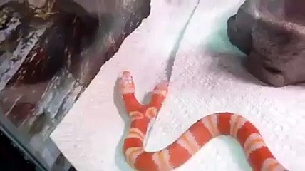 Wach 2-Headed Snake SubhanAllah,,