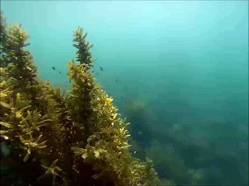 Three easily accessible snorkelling spots on Koh Chang island, Thailand