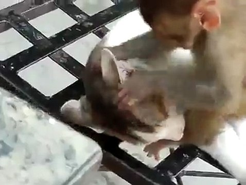 Лучше бы внуки приехали)). Смешные приколы кошки обезьяны