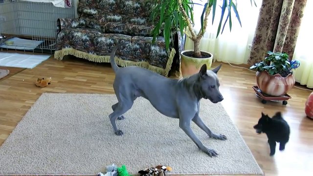 Собачьи бои. Смешные приколы собаки