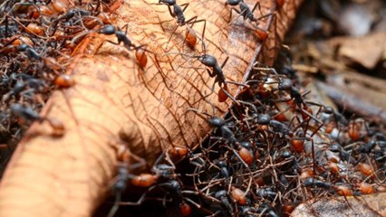 Karıncalar Şehri (TR Belgesel)