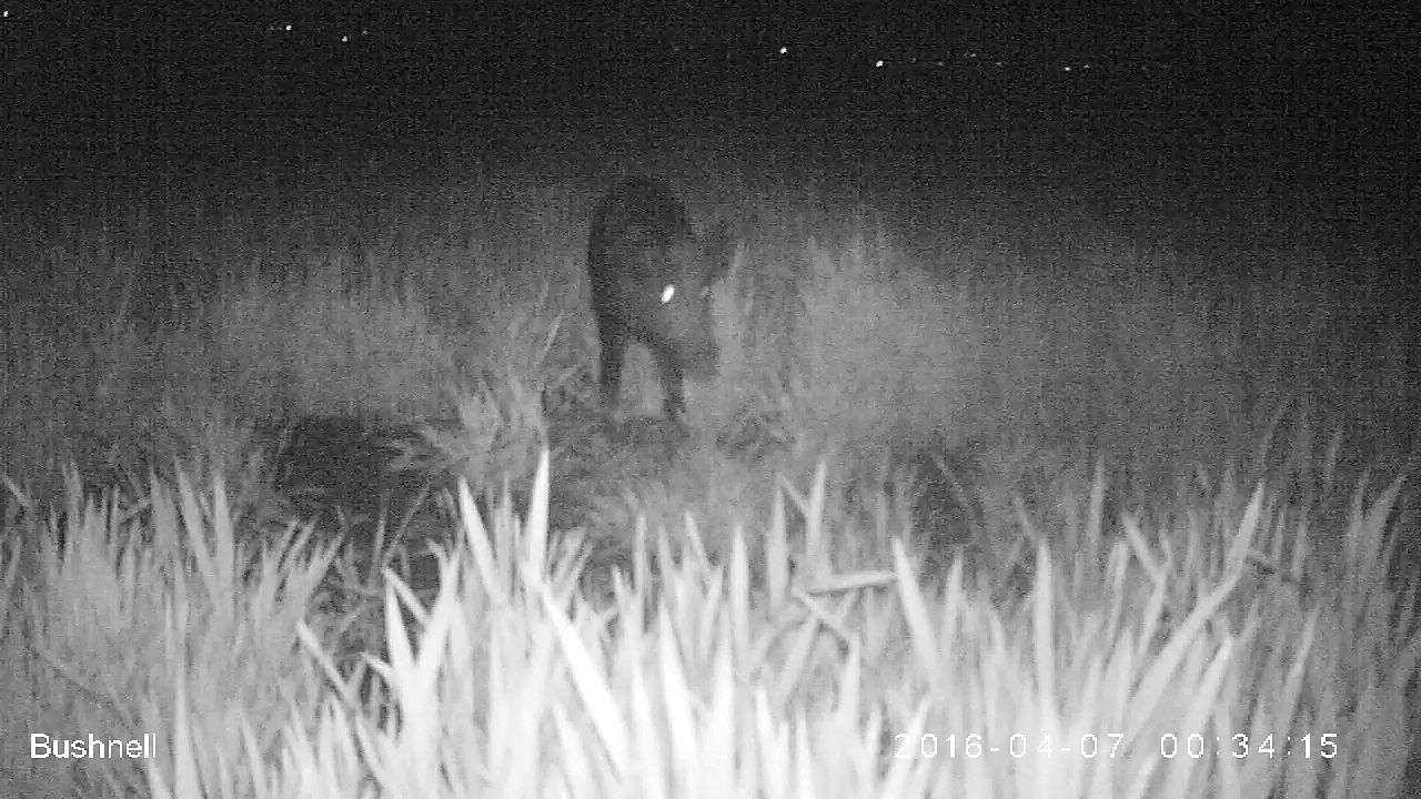 Sanglier_7_avril_2016