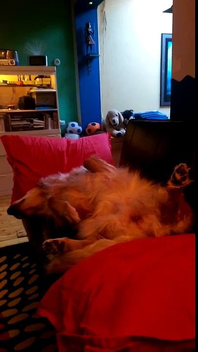 Dogday Afternoon!