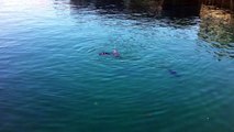 Seal at Monterey Bay