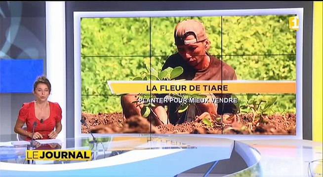 Quand la tiare refleurit : soulagement des producteurs de monoï