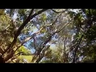 Bee Hive Live Relocation