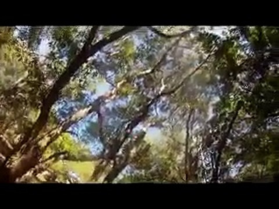 Bee Hive Live Relocation