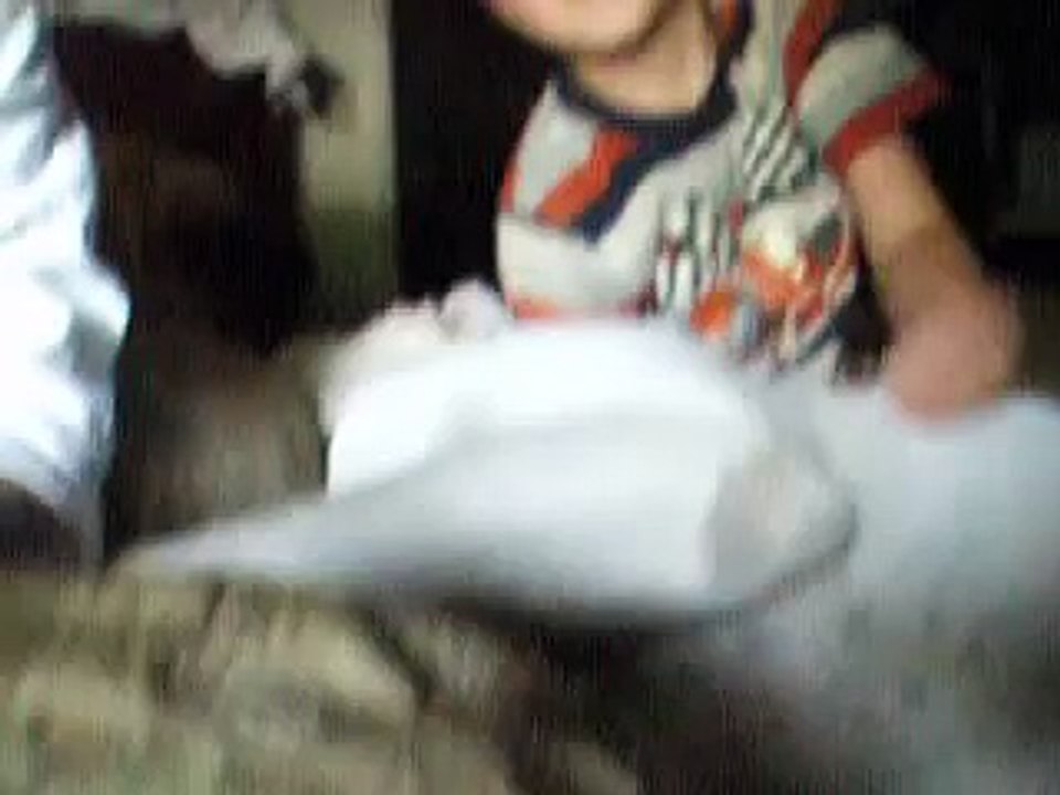 pitbull atacks woman in her sleep