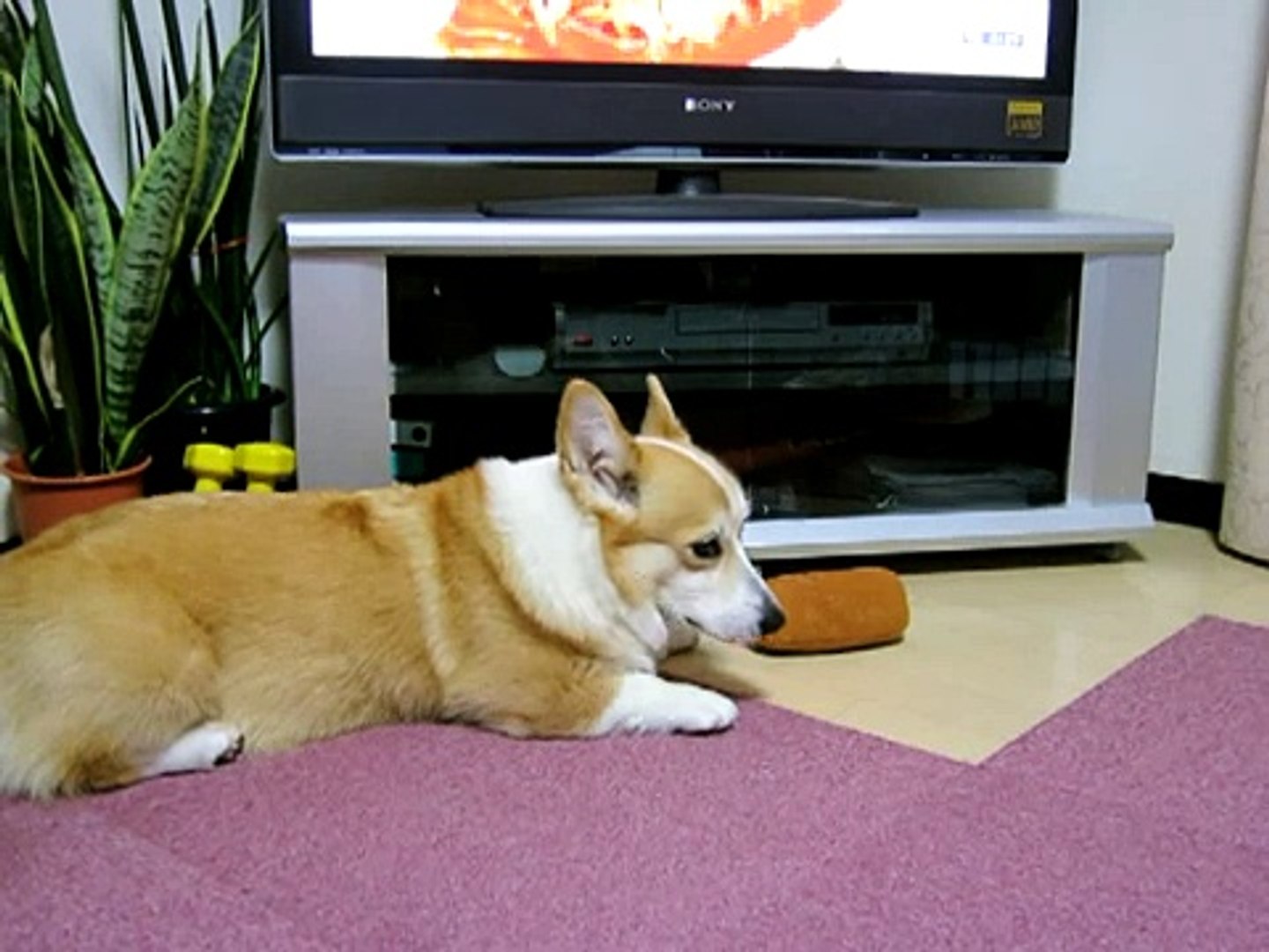 キュッキュと鳴らして遊ぶコーギー花さん Hana San Video Dailymotion