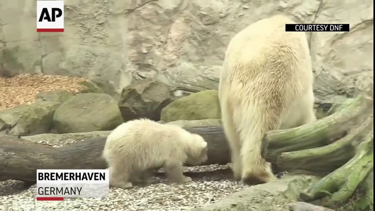 Les premiers pas d'un bébé ours blanc dans un zoo en Allemagne