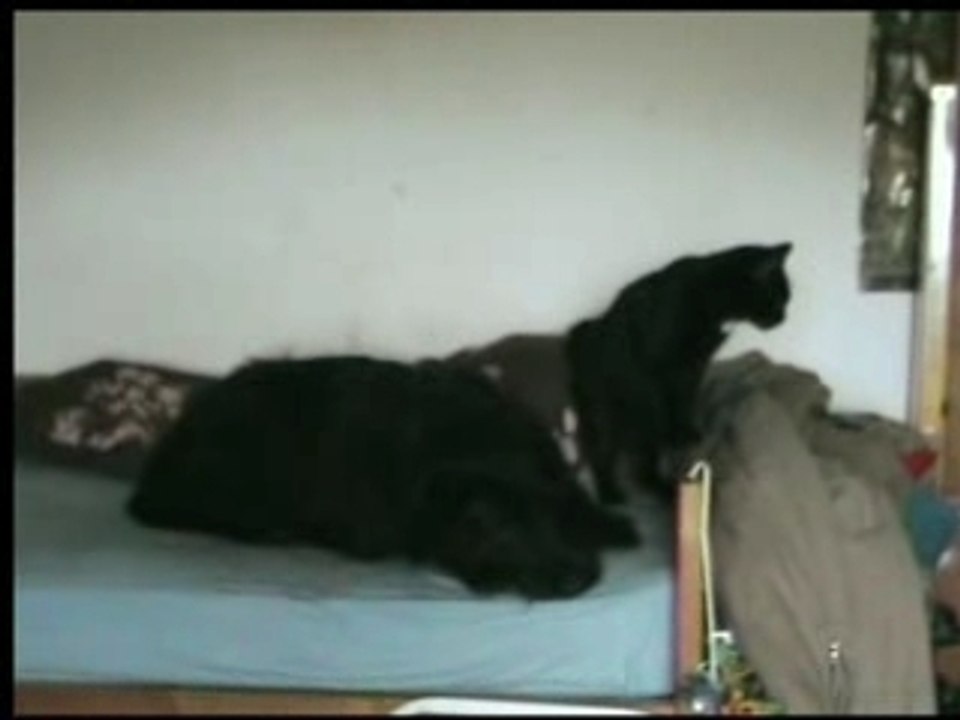 Les fous sur le lit