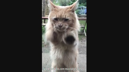 Cat Dancing to Drum And Bass