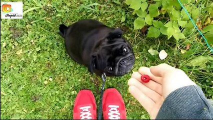 Funny Videos , stupid peoples doing by Mubarik academy