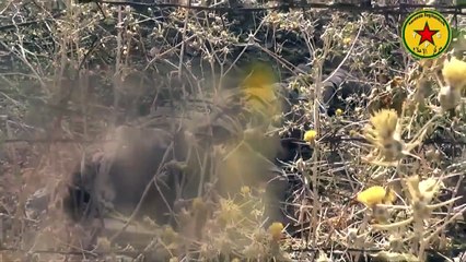 Perang Suriah 2015 : Puluhan Anggota ISIS dibantai Oleh Pasukan Kurdi di Kota Kobani, Suriah