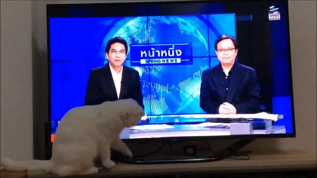 Ce chat essaie d'attraper la souris.... de l'écran TV