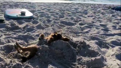 Download Video: Enterré dans le sable ce chien s'endort.. Tranquille :)