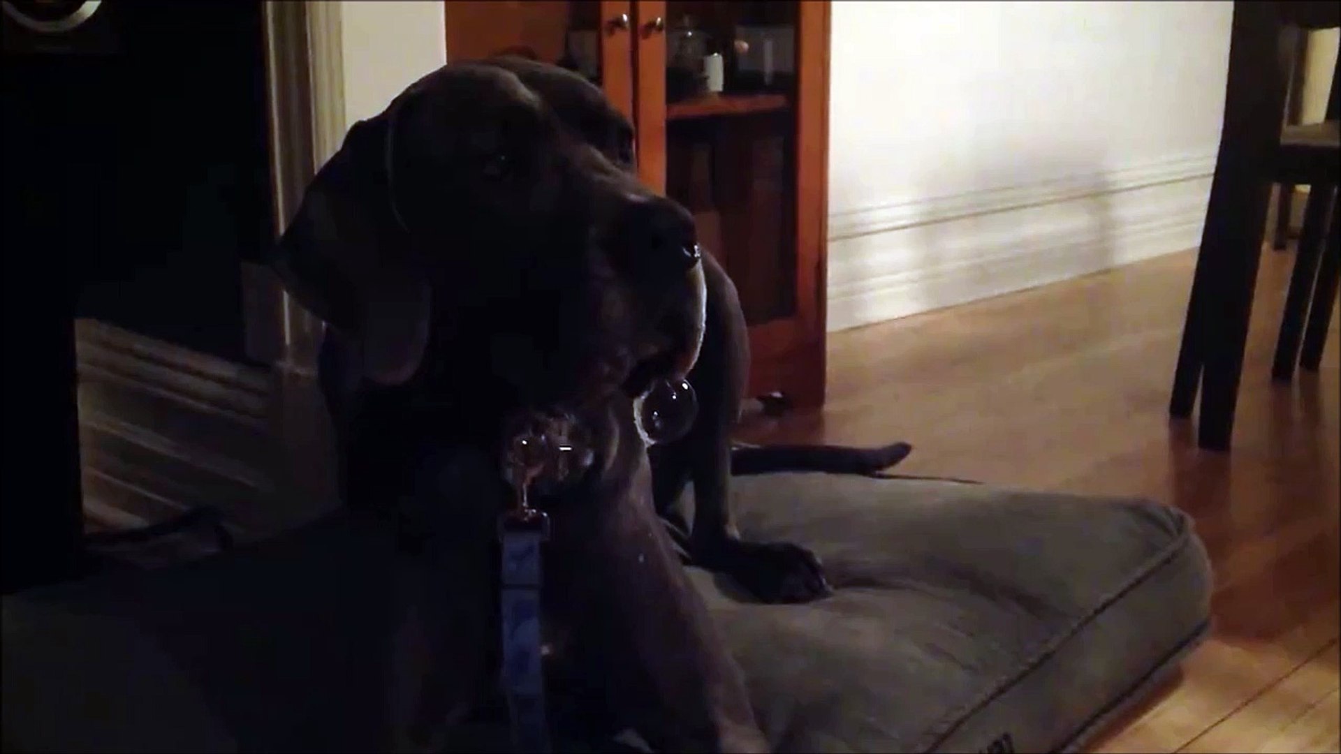 Chien A Bulles Il Bave Partout Et Fait De Belles Grosses Bubulles Video Dailymotion