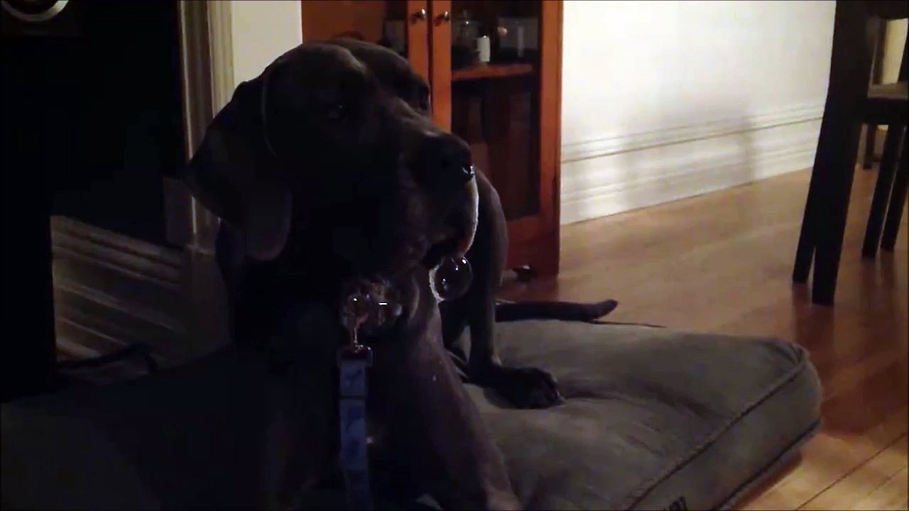 Chien à bulles. Il bave partout et fait de belles grosses bubulles