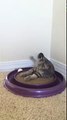 Video of adoptable pet named Emery